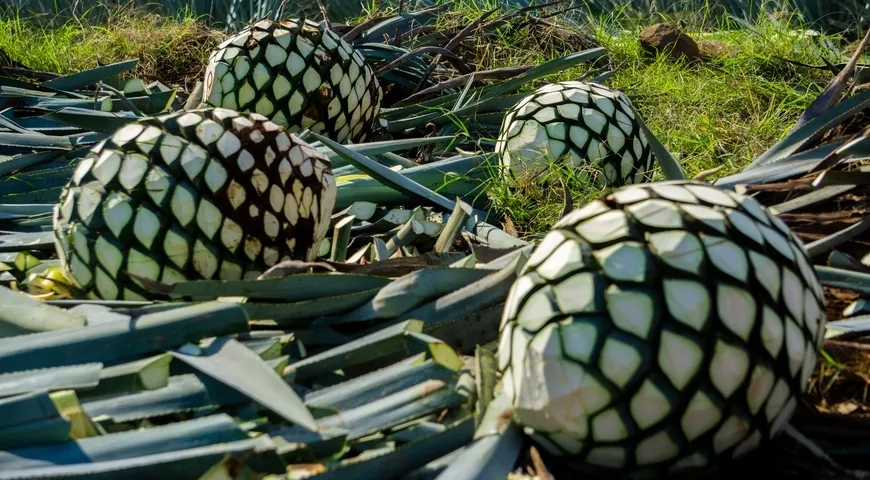 Для производства текилы используется только сердцевина агавы, так называемая пинья, где концентрируются сахара и соки