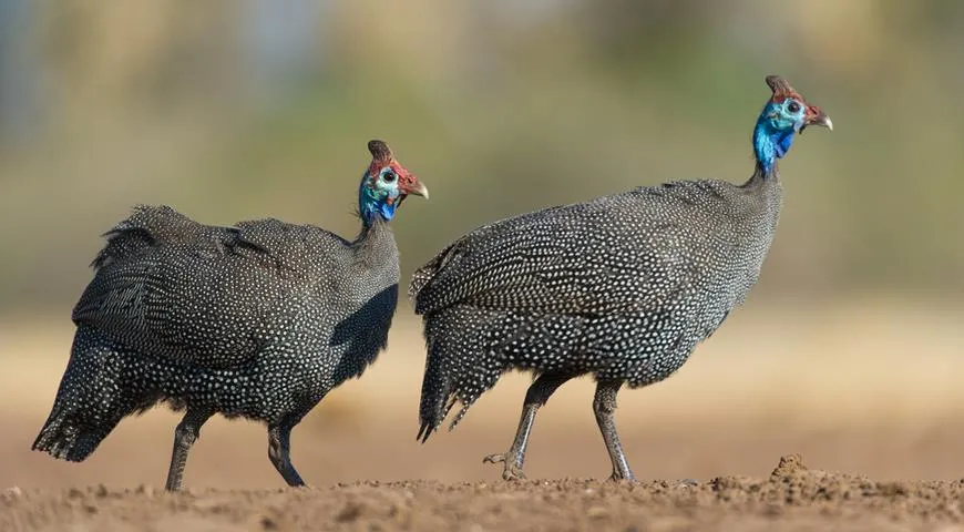 Цесарка