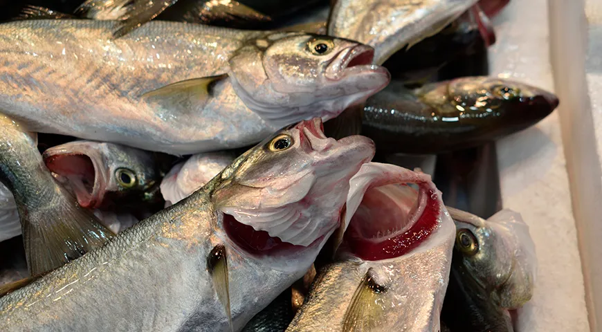 У свежего луфаря жабры должны быть ярко-розовые или красные, влажные, без слиз