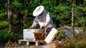 Натуральный мед может исчезнуть с полок к Новому году