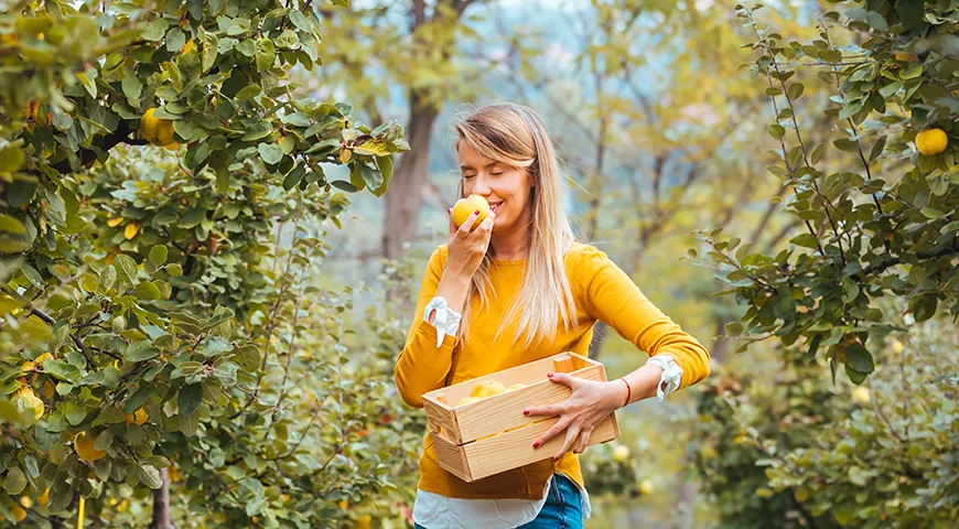 Сырую айву есть можно — она полезна для здоровья, если у вас нет противопоказаний