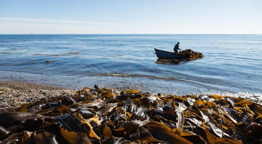 Морские водоросли - ускорители диет — читать на Gastronom.ru