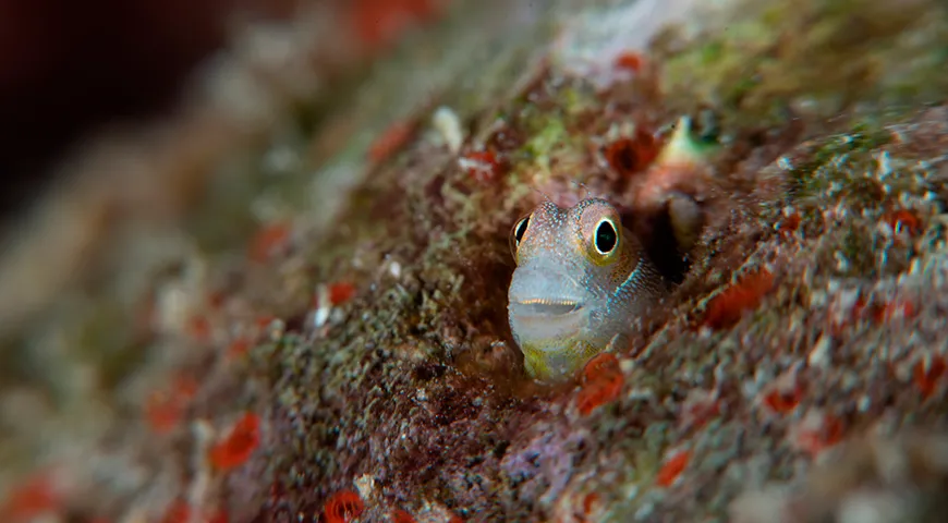 Промышленный лов бычка наиболее активен с мая по сентябрь