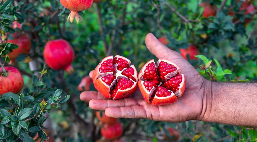 От сладости и сочности граната напрямую зависит конечный вкус вина