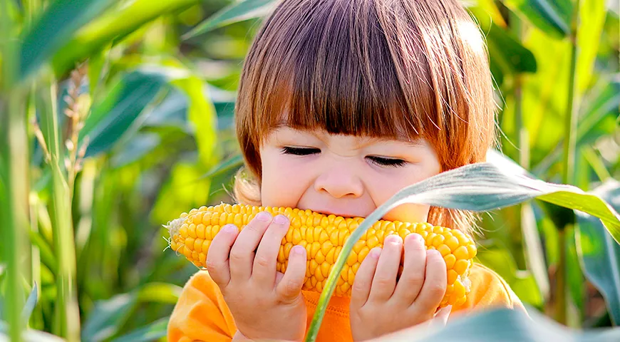 Рекомендуемая суточная норма потребления вареной кукурузы для детей — до 80–120 г