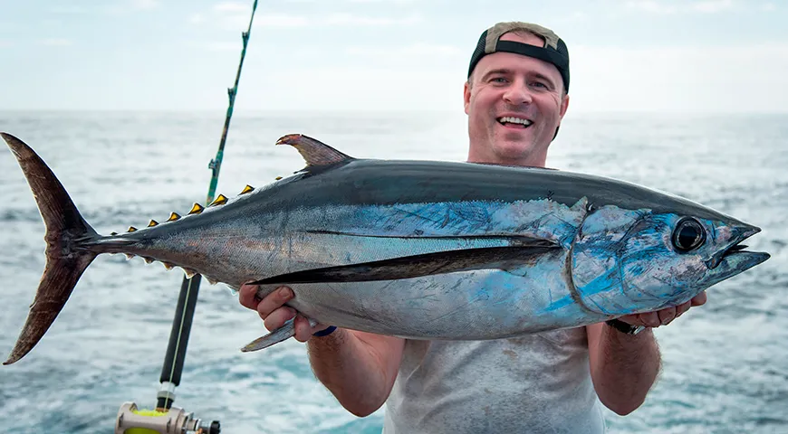 Сезоны ловли синего тунца — весна и осень, когда рыба достигает пиковых вкусовых качеств