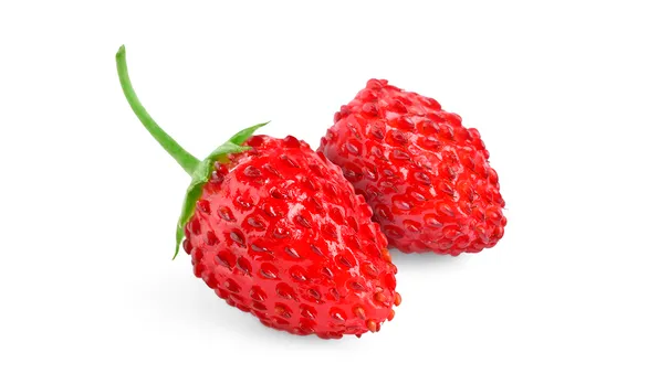 Земляника лесная