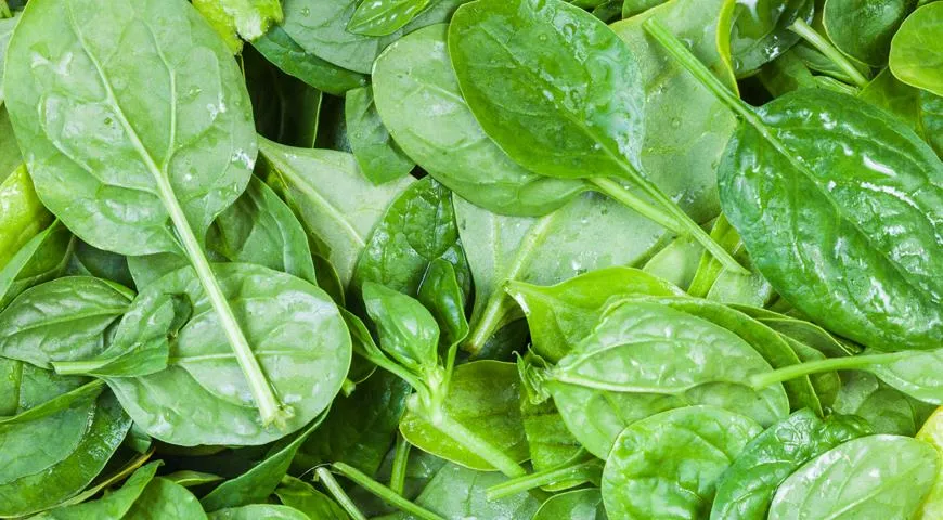 Для еды лучше использовать молодые листья шпината, поскольку старые могут горчить
