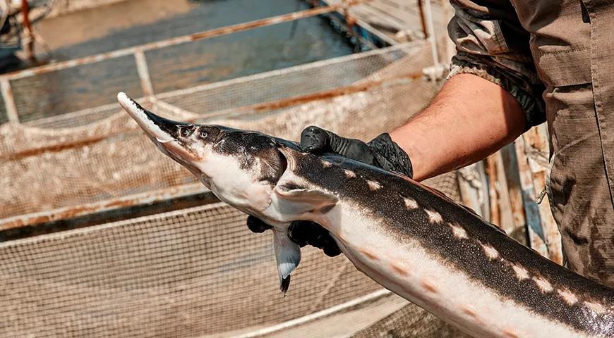 Один из самых известных видов осетра — стерлядь