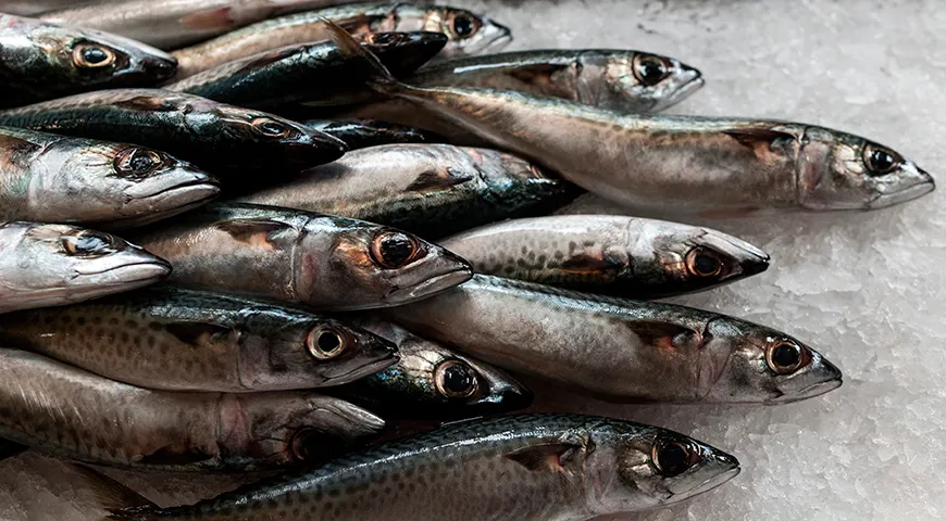 Европейский шпрот