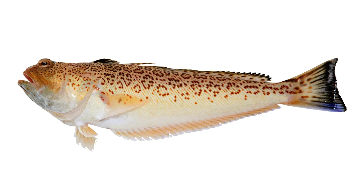 Морской дракон