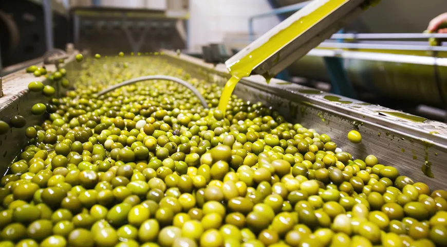  Чтобы сделать вкус мягче, оливки вымачивают, выдерживают в рассоле, обрабатывают щелочью или сухой солью