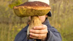 Кому нельзя есть грибы, как готовить грибы для лучшего усвоения, опасны ли сырые грибы