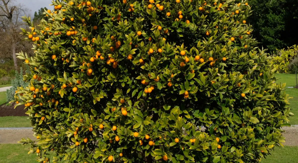Дерево со спелыми кумкватами, китайскими мандаринами