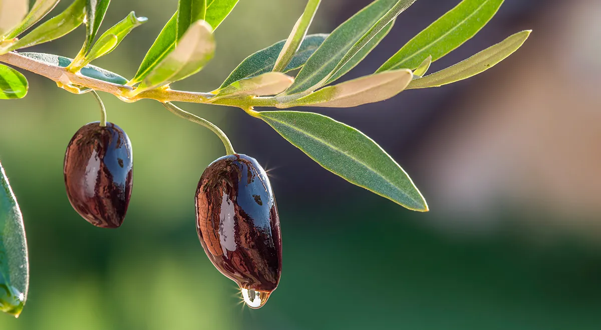 Как выбрать хорошее оливковое масло и что с ним приготовить