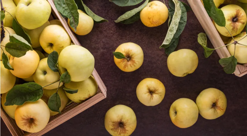 Антоновка, отличный сорт яблок для вкусной и ароматной шарлотки
