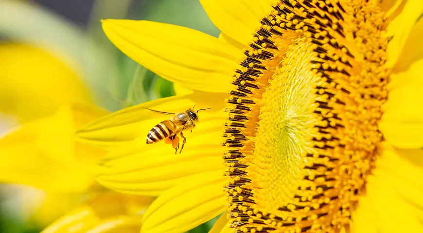 Подсолнечный мед — это монофлорный сорт, получаемый в основном из нектара подсолнечника обыкновенного