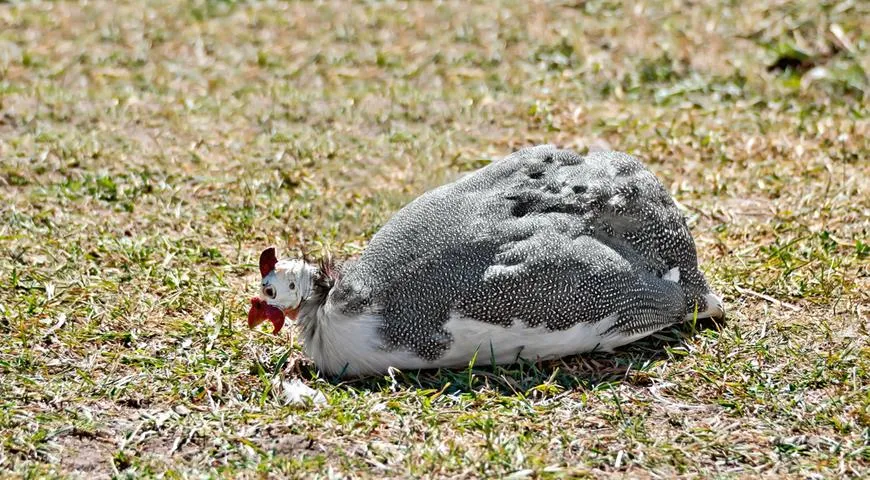 Цесарка