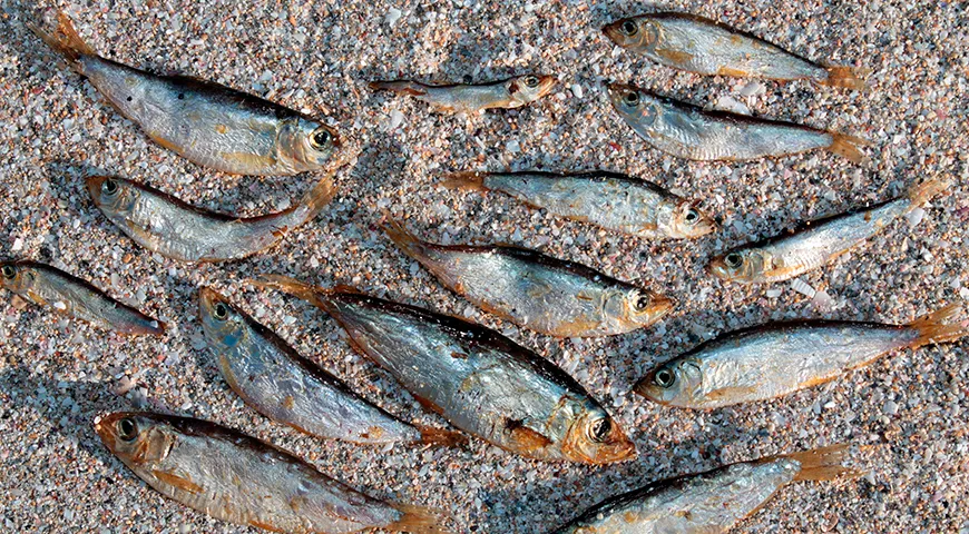 В промысле и кулинарии чаще всего используют каспийскую тюльку (Clupeonella caspia) и черноморско-каспийскую (Clupeonella cultriventris)