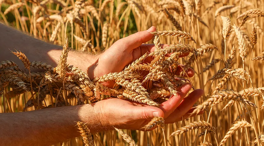 Основные требования к ингредиентам пшеничной цельнозерновой муке: единственный допустимый ингредиент — 100% цельное зерно пшеницы 