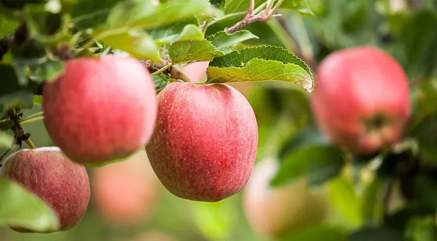 Самая высокая концентрация полезных нутриентов в свежесобранных плодах 