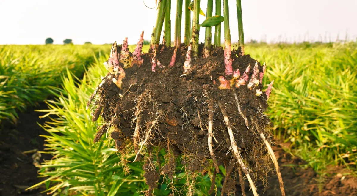 Корневища имбиря (Zingiber Officinale), собранные на поле