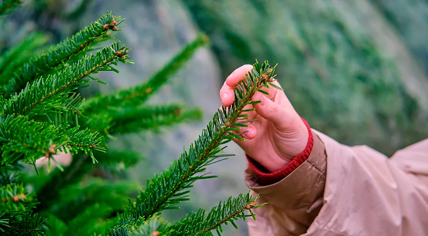 У качественной, свежей елки иголки ароматные и гибкие