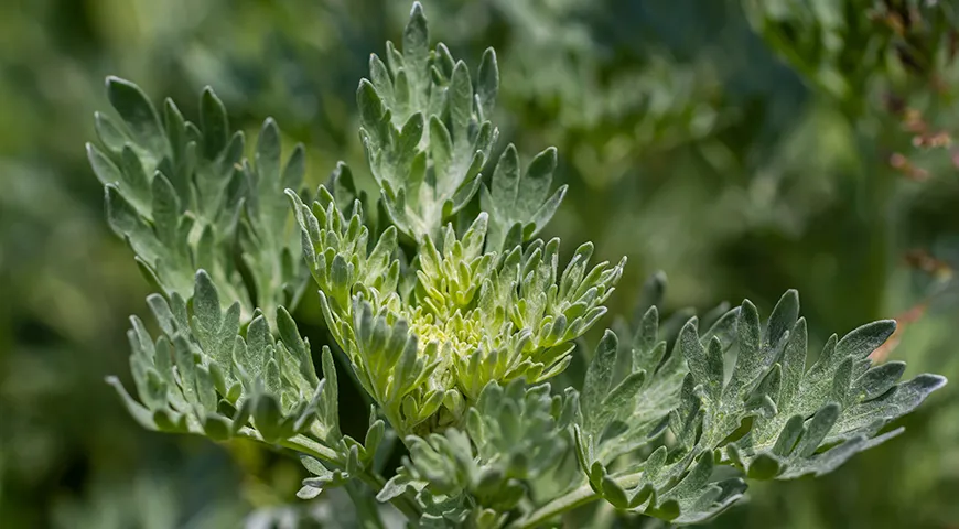 Полынь горькая (Artemisia absinthium) — главный компонент для изготовления абсента