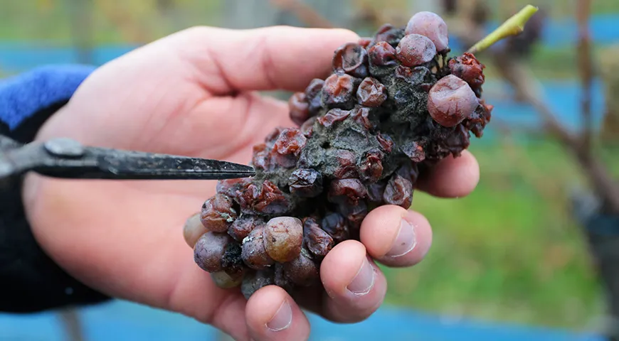 Botrytis cinerea, благородная плесень, прокалывает кожицу ягоды, вода испаряется, а сок концентрируется. Но главное, меняется сама ароматическая природа вина