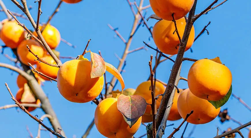 Хурма содержит большое количество бета-каротина