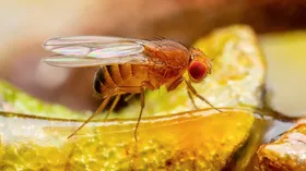 Муха села на еду: когда это не проблема, а когда — повод все выбросить? Объяснили по науке