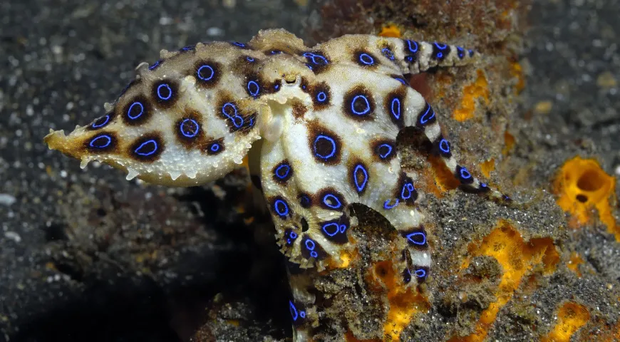 Синекольчатый осьминог, ядовитый моллюск