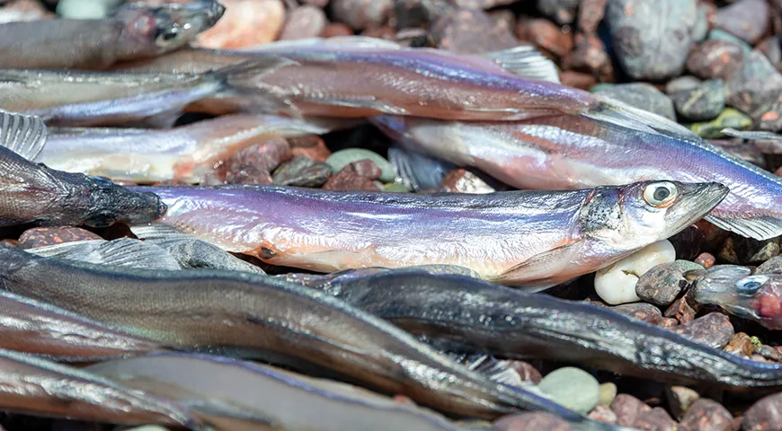 Мойва — один из немногих видов массовой промысловой рыбы, который до сих пор добывается исключительно в дикой природе и не выращивается на фермах