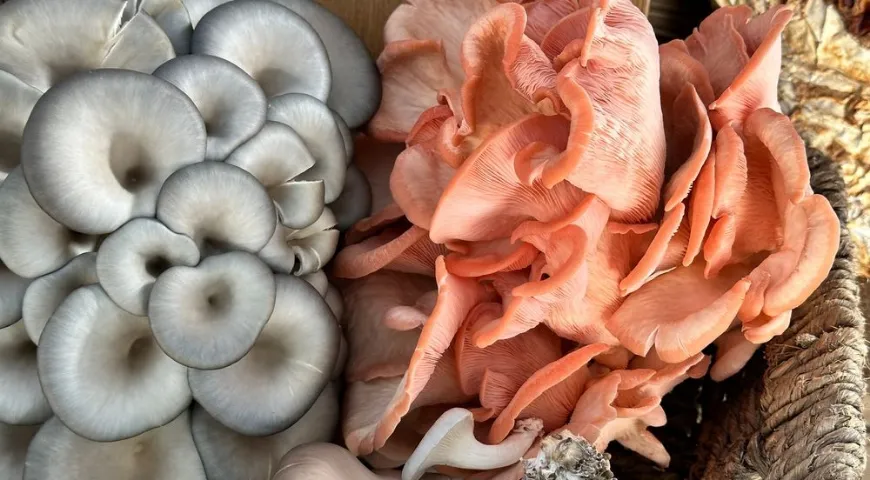 Голубые вешенки более неприхотливы к погодным условиям, а розовые любят теплый климат