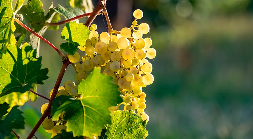 Сорт винограда «просекко» получил свое название в честь одноименного региона на северо-востоке Италии