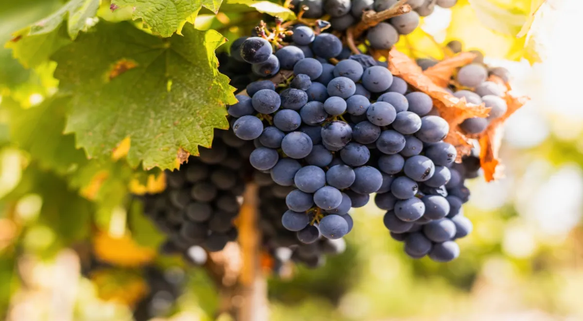 Всемирный день Мальбека: как винодельческий сорт винограда перебрался из Франции в Аргентину