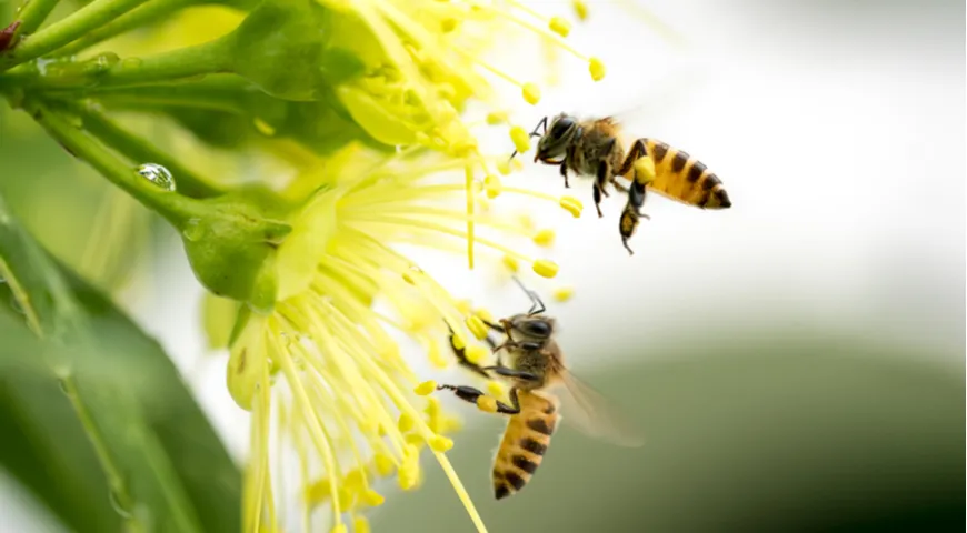 Чувствительность к запахам у пчёл уникальна – пчела способна уловить аромат цветка за километр!
