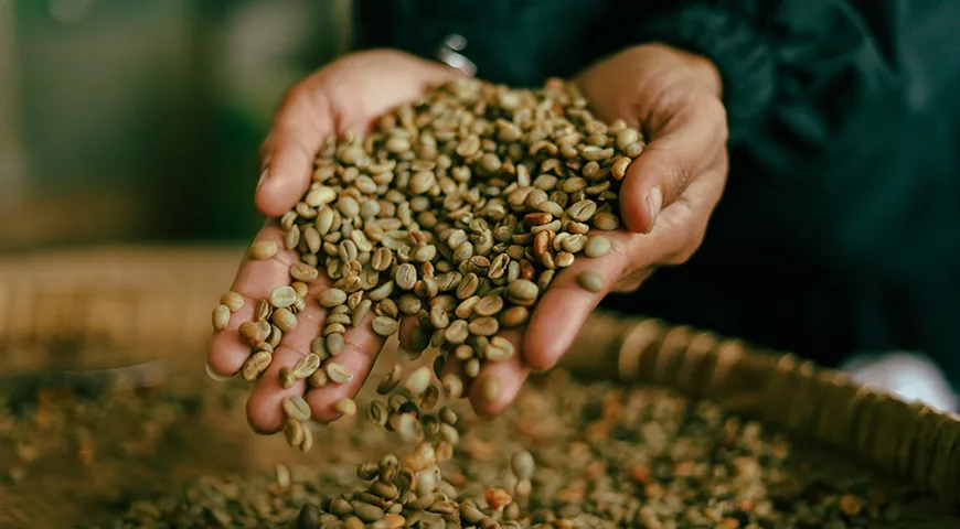 В сыром кофейном зерне половина его веса — это углеводы: сахароза, фруктоза и пр.