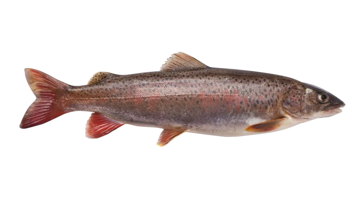 Ленок, пресноводная рыба