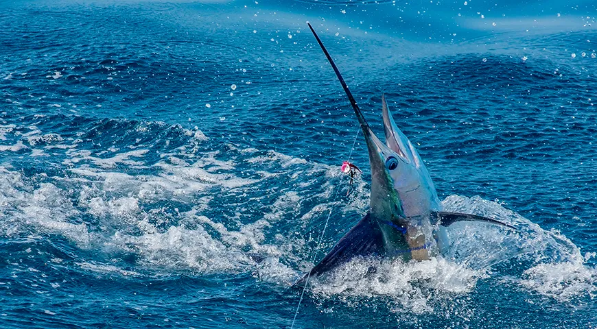 Лучшее время для вылова меченоса — с мая по ноябрь