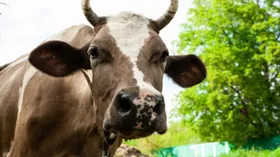 Сколько стоит купить и содержать корову?