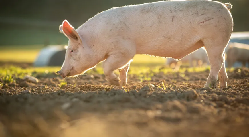 Во многих религиях свинья считается нечистым животным
