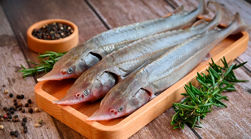 Свежая стерлядь пахнет нейтрально: легкий, чуть сладковатый водный аромат без оттенков тины или рыбы