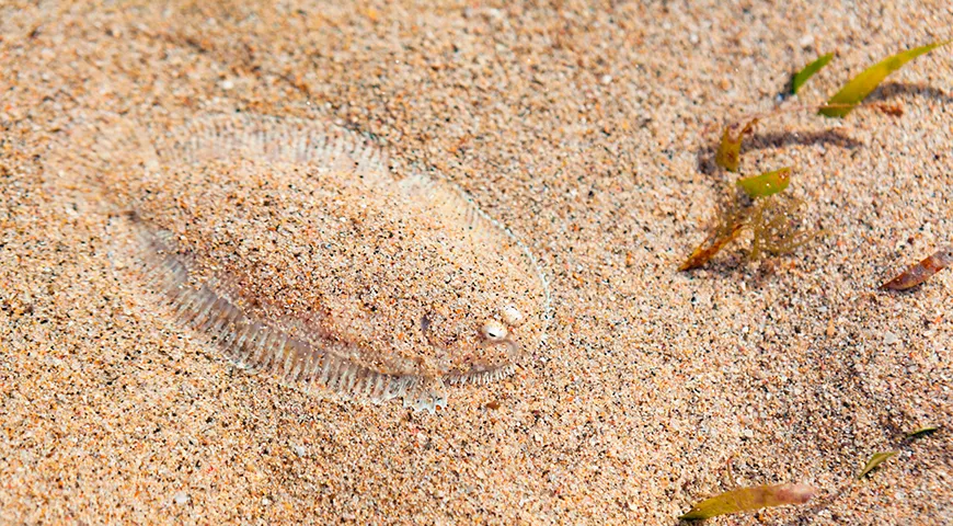 Морской язык может менять интенсивность своего окраса, чтобы идеально сливаться с цветом дна, будь то песок, галька или ил