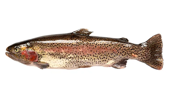 Радужная форель