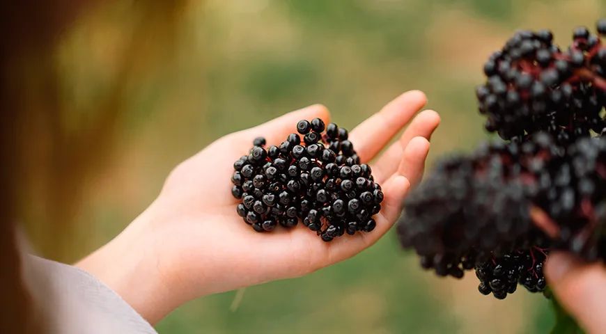 Черная бузина — несомненный лидер среди ягод, так как  у нее уникальный витаминный комплекс: укрепляет иммунитет и нервную систему 