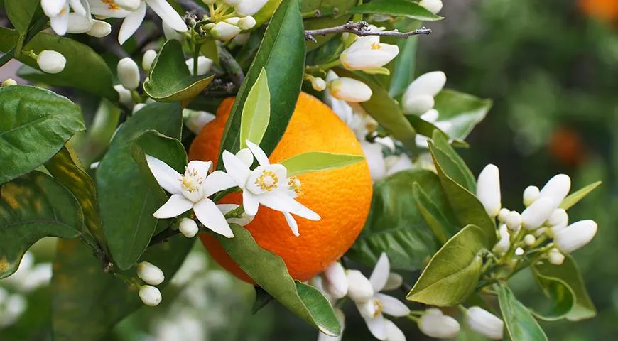 В течение многих веков апельсины оставались экзотическим, редким фруктом