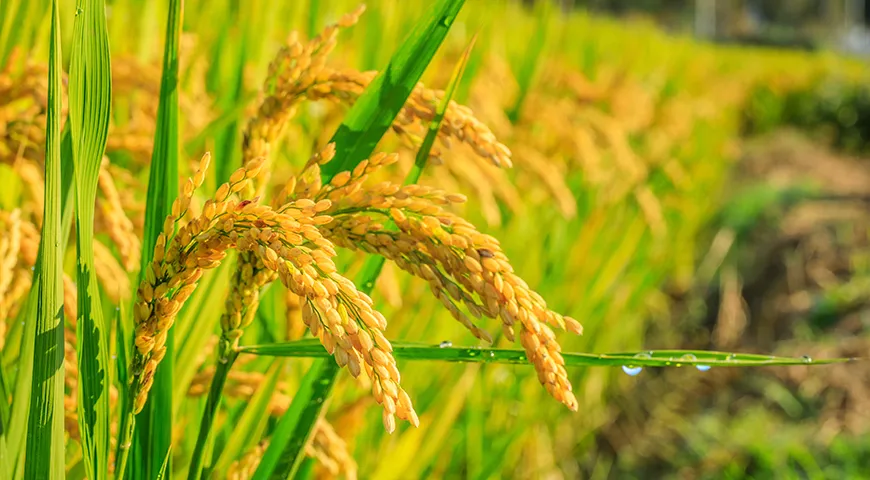 Сезон риса приходится на конец сезона дождей — обычно это конец лета и начало осени