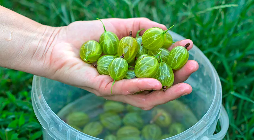 Перед заморозкой переберите крыжовник, удалите мусор и поврежденные ягоды, затем замочите в чистой воде на 10 минут