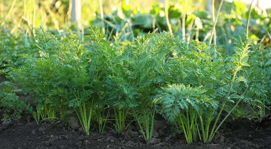 Самого высокого качества морковная ботва достигает в первые недели сбора молодой морковки — для средней полосы России это май–июль